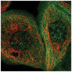 AFAP1L2 Rabbit anti-Human, Polyclonal Antibody, Abnova 100 &mu;L | Buy Online | Abnova Corporation | Fisher Scientific