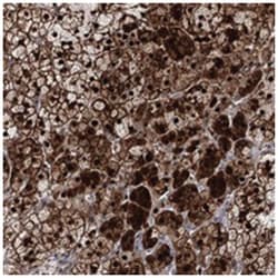 STOX1 Rabbit anti-Human, Polyclonal Antibody, Abnova 100 &mu;L | Buy Online | Abnova Corporation | Fisher Scientific