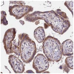 KTELC1, Rabbit, Polyclonal Antibody, Abnova 100&mu;L; Unlabeled:Antibodies,