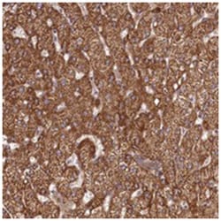 C10orf71, Rabbit, Polyclonal Antibody, Abnova 100 &mu;L | Buy Online | Abnova Corporation | Fisher Scientific