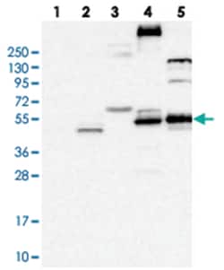 FLVCR2, Rabbit, Polyclonal Antibody, Abnova 100&mu;L; Unlabeled:Antibodies,