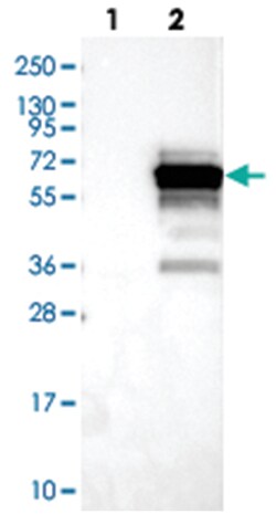 SH3BP5L, Rabbit, Polyclonal Antibody, Abnova 100&mu;L; Unlabeled:Antibodies,