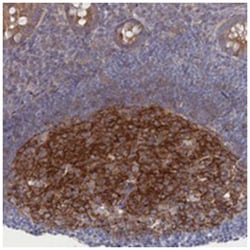 SLC26A8 Rabbit anti-Human, Polyclonal Antibody, Abnova 100 &mu;L | Buy Online | Abnova Corporation | Fisher Scientific