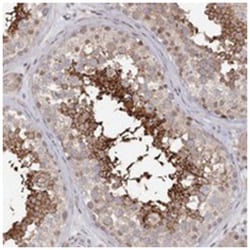 SLC26A8 Rabbit anti-Human, Polyclonal Antibody, Abnova 100 &mu;L | Buy Online | Abnova Corporation | Fisher Scientific