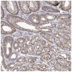 SH3TC1, Rabbit, Polyclonal Antibody, Abnova 100&mu;L; Unlabeled:Antibodies,