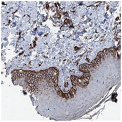 IQSEC1, Rabbit, Polyclonal Antibody, Abnova 100&mu;L; Unlabeled:Antibodies,