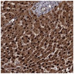 TBC1D23 Rabbit anti-Human, Polyclonal Antibody, Abnova 100&mu;L; Unlabeled:Anticuerpos