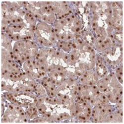 CCDC41, Rabbit, Polyclonal Antibody, Abnova 100 &mu;L | Buy Online | Abnova Corporation | Fisher Scientific