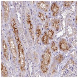 VPS26B, Rabbit, Polyclonal Antibody, Abnova 100&mu;L; Unlabeled:Antibodies,