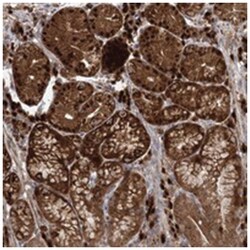 WDR75, Rabbit, Polyclonal Antibody, Abnova 100 &mu;L | Buy Online | Abnova Corporation | Fisher Scientific