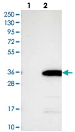 CXorf56 Rabbit anti-Human, Polyclonal Antibody, Abnova 100 &mu;L | Buy Online | Abnova Corporation | Fisher Scientific