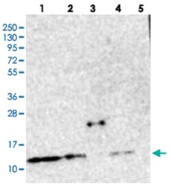 CHCHD5, Rabbit, Polyclonal Antibody, Abnova 100 &mu;L | Buy Online | Abnova Corporation | Fisher Scientific
