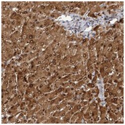BUD13, Rabbit, Polyclonal Antibody, Abnova 100 &mu;L | Buy Online | Abnova Corporation | Fisher Scientific