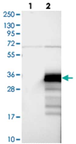 ZCCHC24, Rabbit, Polyclonal Antibody, Abnova 100 &mu;L | Buy Online | Abnova Corporation | Fisher Scientific