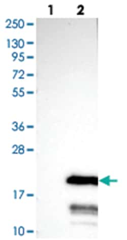 C11orf52, Rabbit, Polyclonal Antibody, Abnova 100 &mu;L | Buy Online | Abnova Corporation | Fisher Scientific