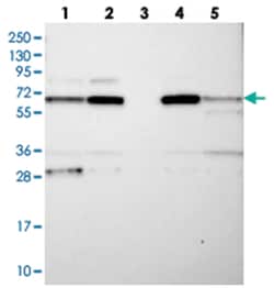 CPEB4 Rabbit anti-Human, Polyclonal Antibody, Abnova 100 &mu;L | Buy Online | Abnova | Fisher Scientific