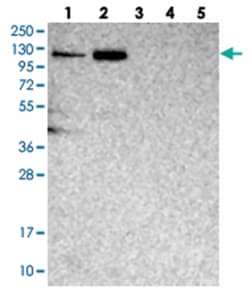 TGFBRAP1, Rabbit, Polyclonal Antibody, Abnova 100&mu;L; Unlabeled:Antibodies,