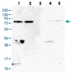 WDR48, Rabbit, Polyclonal Antibody, Abnova 100&mu;L; Unlabeled:Antibodies,