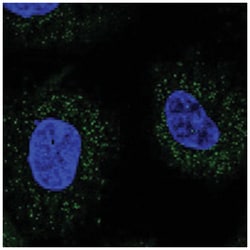 WDR48, Rabbit, Polyclonal Antibody, Abnova 100&mu;L; Unlabeled:Antibodies,