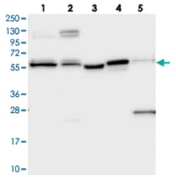 PPRC1, Rabbit, Polyclonal Antibody, Abnova 100 &mu;L | Buy Online | Abnova Corporation | Fisher Scientific