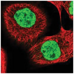 PPRC1, Rabbit, Polyclonal Antibody, Abnova 100 &mu;L | Buy Online | Abnova Corporation | Fisher Scientific