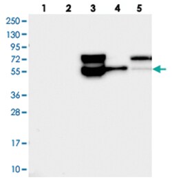 MSS51, Rabbit, Polyclonal Antibody, Abnova 100&mu;L; Unlabeled:Antibodies,