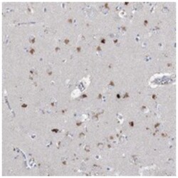 MSS51, Rabbit, Polyclonal Antibody, Abnova 100&mu;L; Unlabeled:Antibodies,