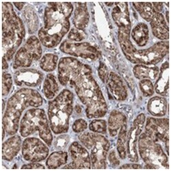 ACTR6 Rabbit anti-Human, Polyclonal Antibody, Abnova 100&mu;L; Unlabeled:Antibodies,