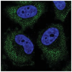 PLEKHA7, Rabbit, Polyclonal Antibody, Abnova 100 &mu;L | Buy Online | Abnova Corporation | Fisher Scientific