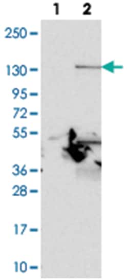 PLEKHA7, Rabbit, Polyclonal Antibody, Abnova 100 &mu;L | Buy Online | Abnova Corporation | Fisher Scientific