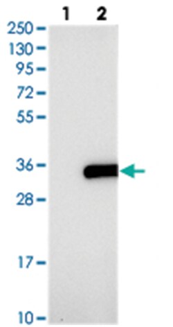 CXorf56 Rabbit anti-Human, Polyclonal Antibody, Abnova 100 &mu;L | Buy Online | Abnova Corporation | Fisher Scientific