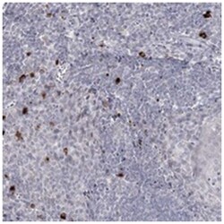 LY6G5C, Rabbit, Polyclonal Antibody, Abnova 100&mu;L; Unlabeled:Antibodies,