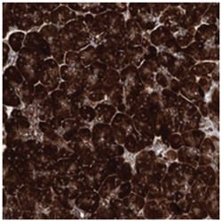 MSANTD2, Rabbit, Polyclonal Antibody, Abnova 100 &mu;L | Buy Online | Abnova Corporation | Fisher Scientific