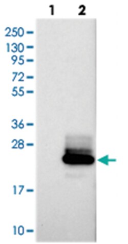 PRAP1, Rabbit, Polyclonal Antibody, Abnova 100&mu;L; Unlabeled:Antibodies,