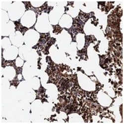 ATG2A, Rabbit, Polyclonal Antibody, Abnova 100 &mu;L | Buy Online | Abnova Corporation | Fisher Scientific