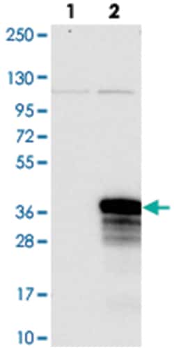 C12orf45, Rabbit, Polyclonal Antibody, Abnova 100 &mu;L | Buy Online | Abnova Corporation | Fisher Scientific