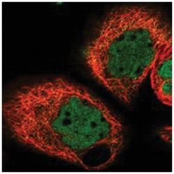 ALKBH8, Rabbit, Polyclonal Antibody, Abnova 100&mu;L; Unlabeled:Antibodies,