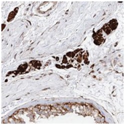 LRRC56, Rabbit, Polyclonal Antibody, Abnova 100 &mu;L | Buy Online | Abnova Corporation | Fisher Scientific