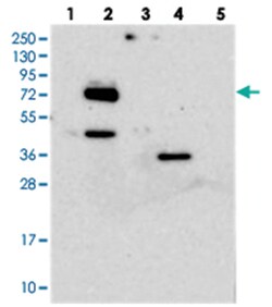 EYA4 Rabbit anti-Human, Polyclonal Antibody, Abnova 100&mu;L; Unlabeled:Antibodies,