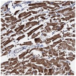 EYA4 Rabbit anti-Human, Polyclonal Antibody, Abnova 100&mu;L; Unlabeled:Antibodies,