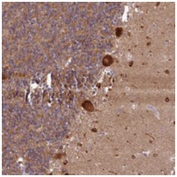FUNDC1, Rabbit, Polyclonal Antibody, Abnova 100 &mu;L | Buy Online | Abnova Corporation | Fisher Scientific