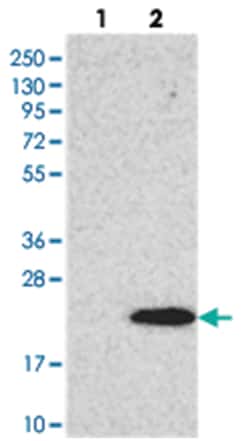 FUNDC1, Rabbit, Polyclonal Antibody, Abnova 100 &mu;L | Buy Online | Abnova Corporation | Fisher Scientific