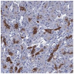 C1orf86, Rabbit, Polyclonal Antibody, Abnova 100 &mu;L | Buy Online | Abnova Corporation | Fisher Scientific