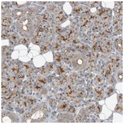 SLC39A8 Rabbit anti-Human, Polyclonal Antibody, Abnova 100&mu;L; Unlabeled:Antibodies,