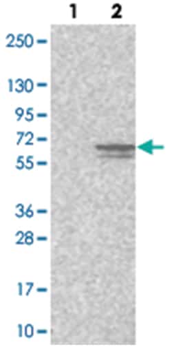 CCDC77, Rabbit, Polyclonal Antibody, Abnova 100&mu;L; Unlabeled:Antibodies,