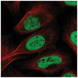 SFRS2IP, Rabbit, Polyclonal Antibody, Abnova 100&mu;L; Unlabeled:Antibodies,