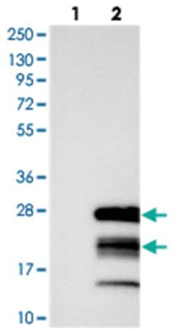 GTSF1, Rabbit, Polyclonal Antibody, Abnova 100 &mu;L | Buy Online | Abnova Corporation | Fisher Scientific