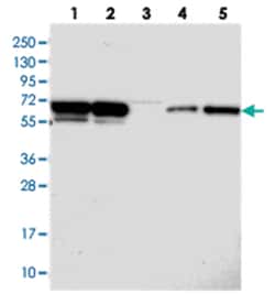 PSPC1, Rabbit, Polyclonal Antibody, Abnova 100&mu;L; Unlabeled:Antibodies,