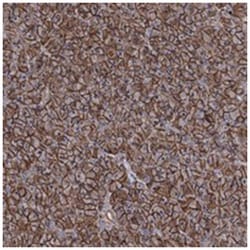 FAM48A Rabbit anti-Human, Polyclonal Antibody, Abnova 100&mu;L; Unlabeled:Antibodies,