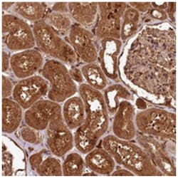 MCF2L2 Rabbit anti-Human, Polyclonal Antibody, Abnova 100 &mu;L | Buy Online | Abnova Corporation | Fisher Scientific